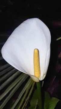 Calla Lily at night Stock Photos
