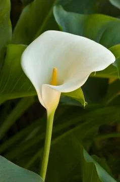 Calla lily Foto stock