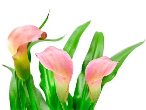 Calla lily Stock Photos