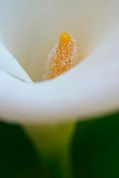 Calla lily Stock Photos