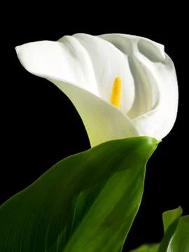 Calla lily Foto stock