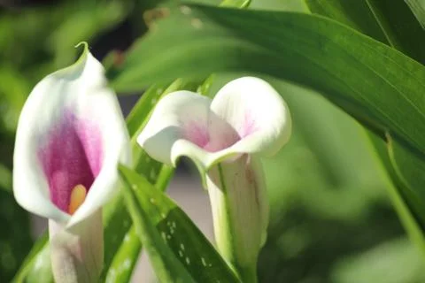 Calla Lily Stock Photos