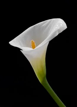 Calla lily Stockfoto's