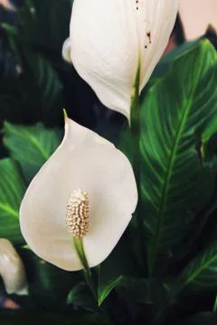 Calla lily Stock Photos