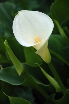 Calla lily Stock Photos