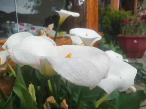 Calla lily Фото