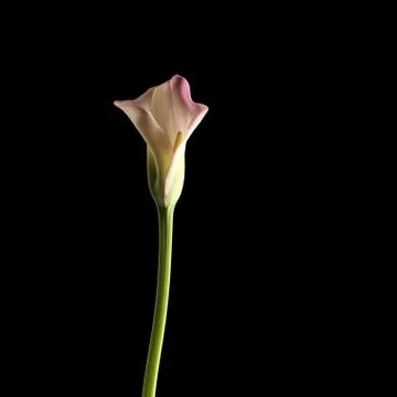 Calla lily Stock Photos