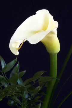 Calla Lily Stock Photos