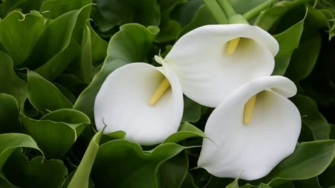 Calla lily plants Vídeo Stock 76180891