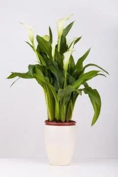 Calla lily in a pot Stock Photos