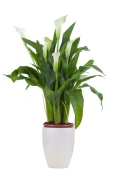 Calla lily in a pot Stock Photos
