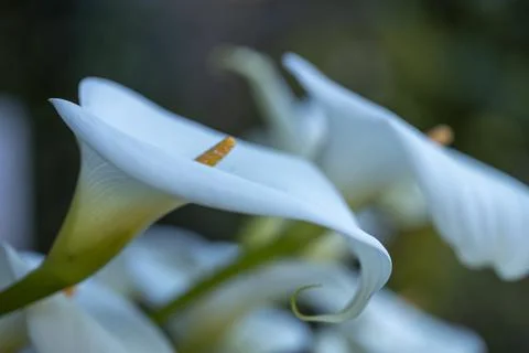 Calla lily in the Spring Sun 库存照片