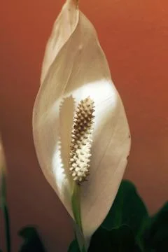 A calla lily in the summer Stock Photos