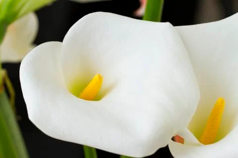 Calla Stock Photos