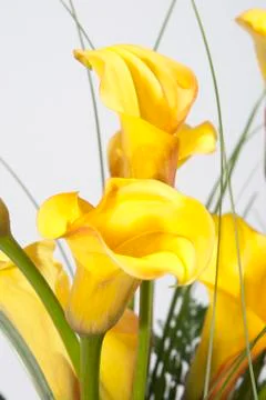 Calla Stock Photos