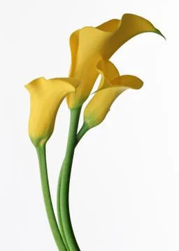 Calla Stock Photos