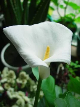 Calla Stock Photos