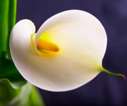 Calla Stock Photos