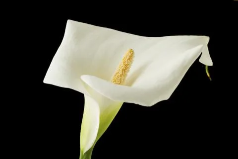 Calla Stock Photos