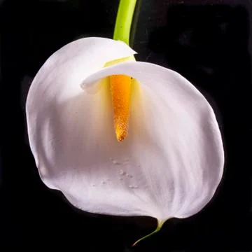 Calla Stock Photos
