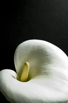 Calla Stock Photos