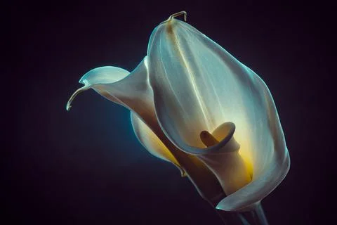 Calla 스톡 사진
