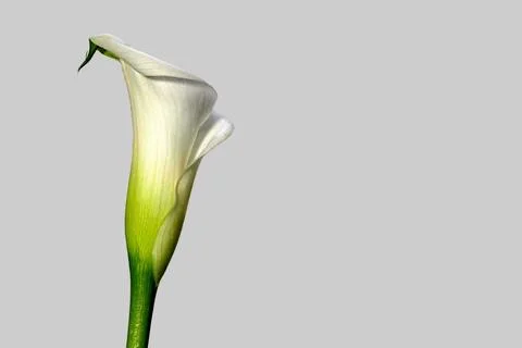 Calla with white background, lateral, vertical - Zantedeschia aethiopica - .. Stock Photos