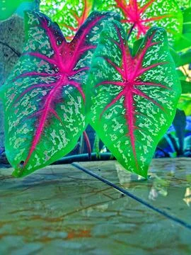 Calladium becolor Фото