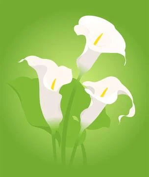 Callas Illustration