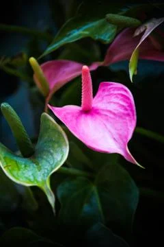 Callas Stock Photos