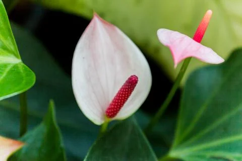 Callas Stock Photos
