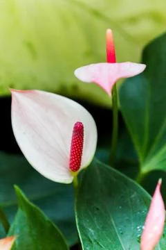 Callas Stock Photos