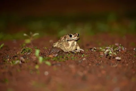 Called brown frogs Stock Photos