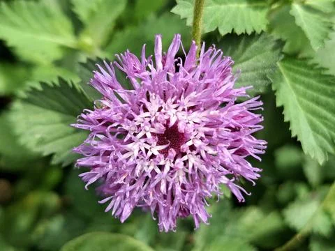 This is called the Centratherum flower Stock Photos