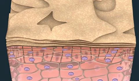 Called keratinocytes, in which the superficial layer of cells is keratinized. Stock Illustration