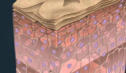 Called keratinocytes, in which the superficial layer of cells is keratinized. Stock Illustration