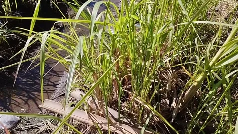 This is called mini elephant grass which is full of benefits Stock Footage 229537093