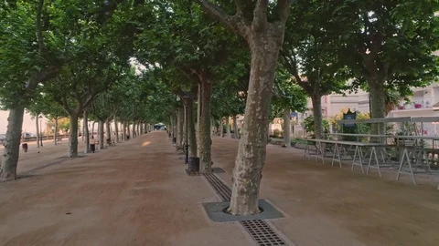 Callela Stock Footage 76362953