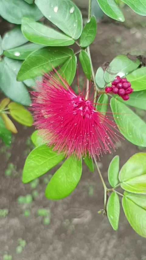 Calliandra flower Stock Footage 231768300