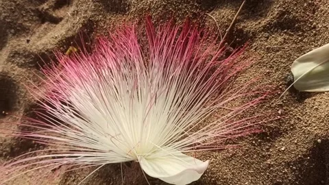 CALLIANDRA FLOWER Stock Footage 288219223