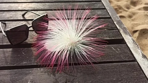 CALLIANDRA FLOWER Stock Footage 288219315