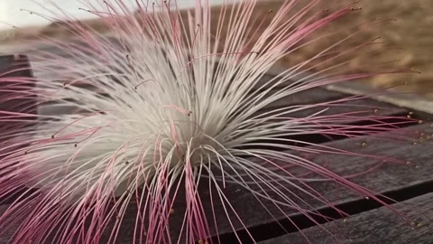 CALLIANDRA FLOWER Stock Footage 288219364