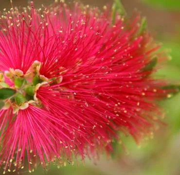 Calliandra Stock Photos