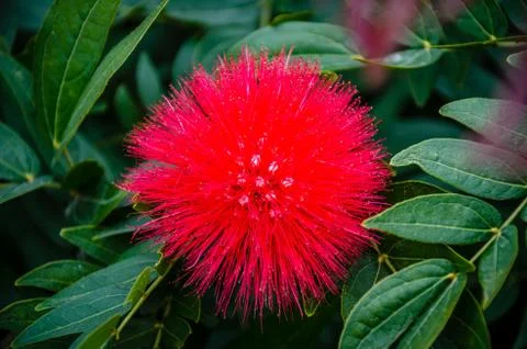 Calliandra Stock Photos