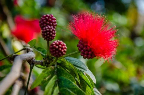 Calliandra Stock Photos