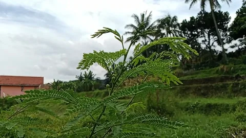 Calliandra tree swaying in the wind Stock Footage 224695274