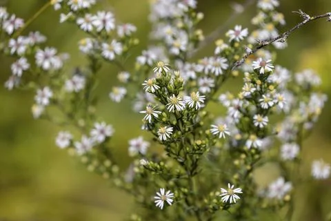 Callico asters with delicate white lanceolate petals and yellow, amber, and Stock Photos