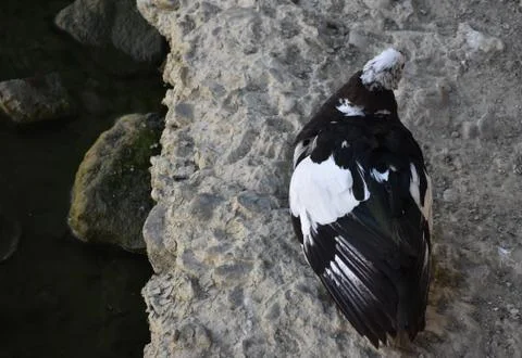 The calligaphy like stroke patterned bird wings in Tuscany Italy Stock-Fotos