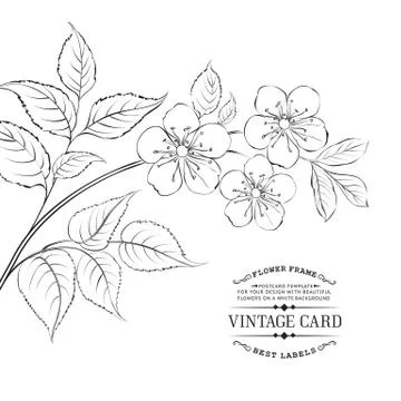 Calligraphy cherry blossom. Stock Illustration