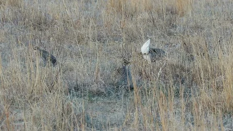 Calling and mating Sharp tailed Grouse Stock-Footage 113245186